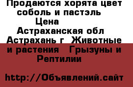 Продаются хорята цвет соболь и пастэль. › Цена ­ 2 500 - Астраханская обл., Астрахань г. Животные и растения » Грызуны и Рептилии   